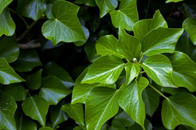 Full frame shot of plants