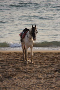Horse running on beach
