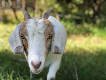 Close-up portrait of goat