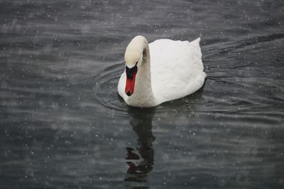 Swan swimming in lake