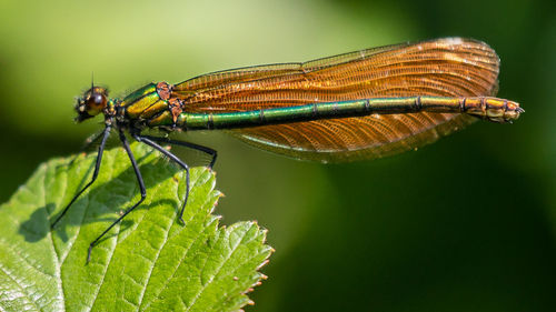 Close-up of grasshopper