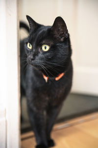 Portrait of black cat