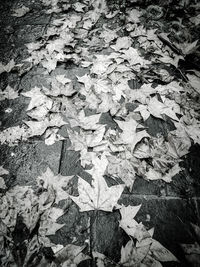 High angle view of maple leaves on road