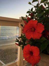 Close-up of red flowering plant by sea against sky