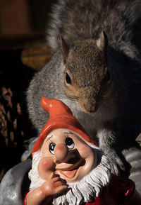 Close-up of squirrel