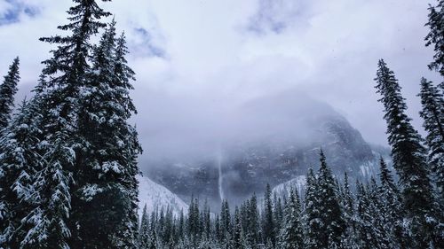 Low angle view of pine trees against sky during winter