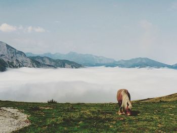 Horse on mountain against sky