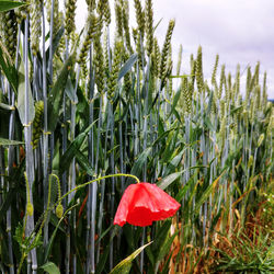 Close-up of fresh green grass in field