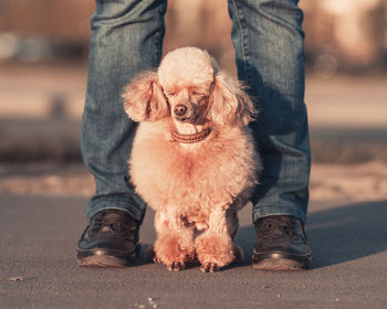 Close-up of dog