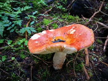 High angle view of fly agaric mushroom on field