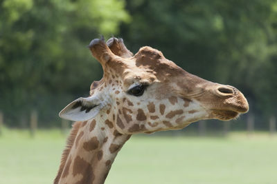 Close-up of giraffe