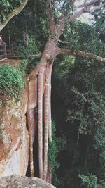 Low angle view of trees in forest