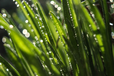 Close-up of wet plants