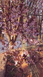 Close-up of cherry blossom tree