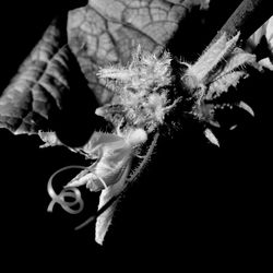 Close-up of flower over black background