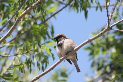 Low angle view of bird perching on tree against sky