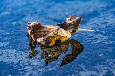 Close-up of maple leaf floating on water