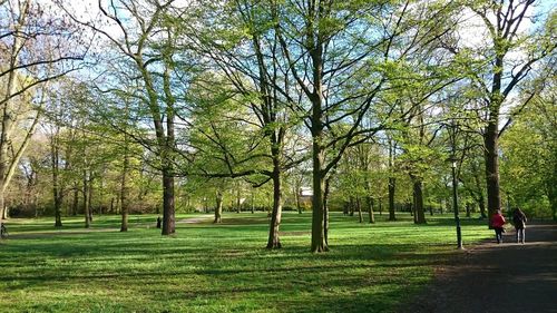 Trees in park