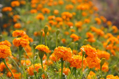 Winter marigold flowers garden with soft and selective focus points