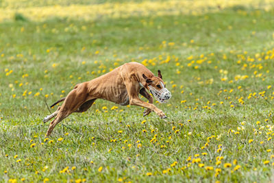 Greyhound dog running fast and chasing lure across green field at dog racing competion