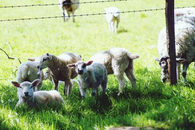 Sheep in a field