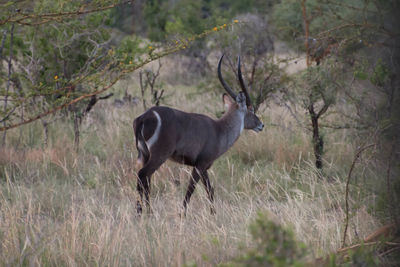 Deer on field