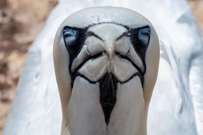 Close-up of a bird