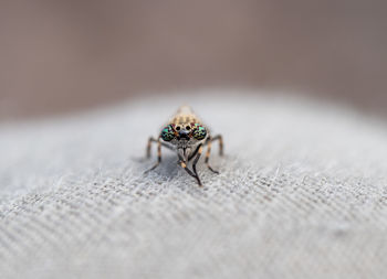 Close-up of spider