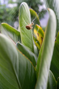 Close-up of insect on leaf