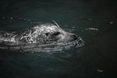 Close-up of seal in sea