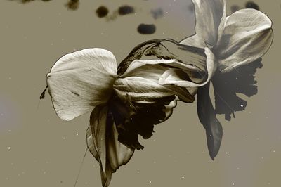 Close-up of flower against water