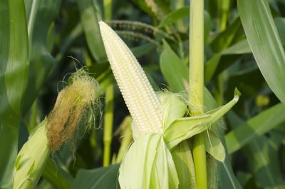 Close-up of corn growing on plants