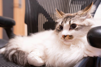 Portrait of a cat