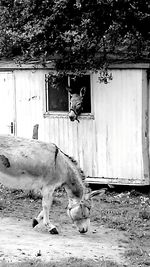 Dog in front of a house