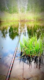 Reflection of plants in water