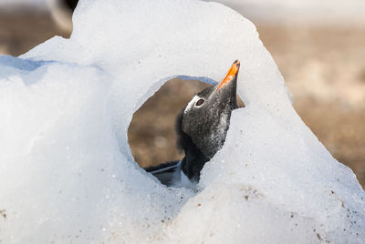 Close-up of bird in snow