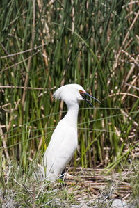 Close-up of a bird on field