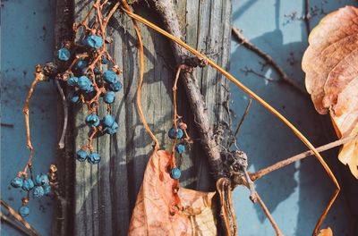 Close-up of dried leaves hanging on plant