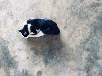 High angle view of a cat