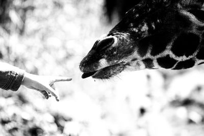 Cropped image of hand giraffe head