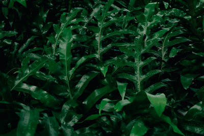 Full frame shot of plants growing on field