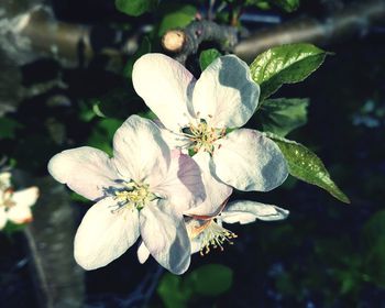 Close-up of flower against blurred background