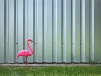 Full length of a bird