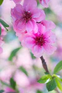 Close-up of pink cherry blossom