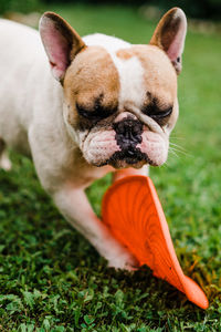 Close-up of dog with toy playing on field