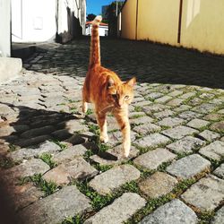 Portrait of cat standing on footpath