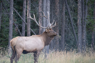 Deer in forest