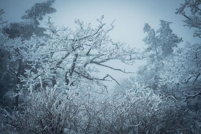 Snow covered trees in forest