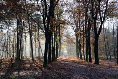 Trees in forest