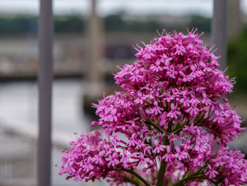 Close-up of purple flowering plant